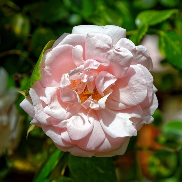 Crimson Velvet Rose