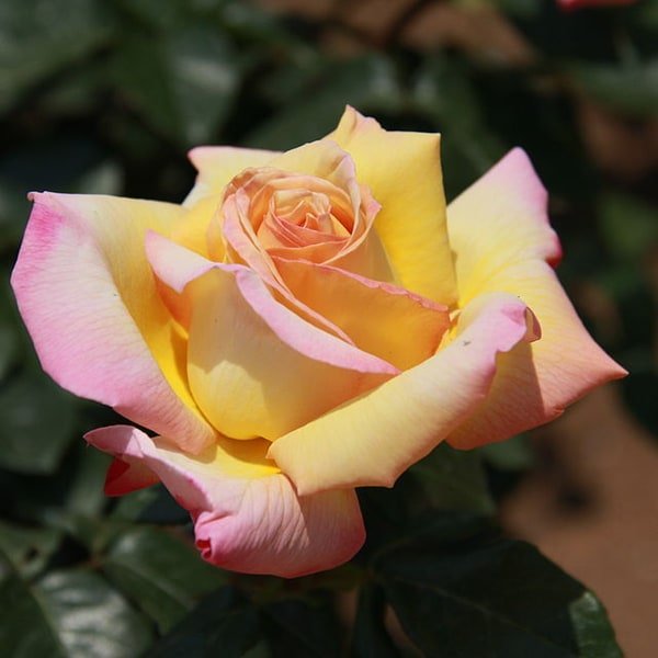 Blush Garden Rose