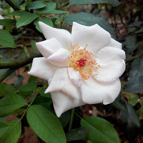 Ivory Spray Rose