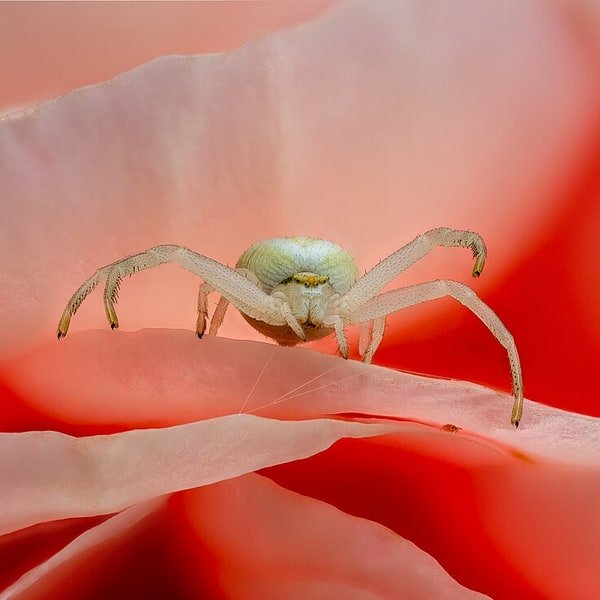 Coral Double Rose