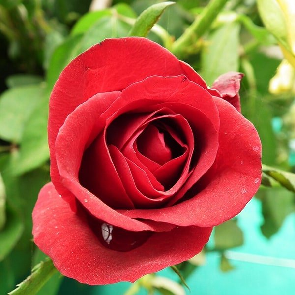 Scarlet Freedom Rose