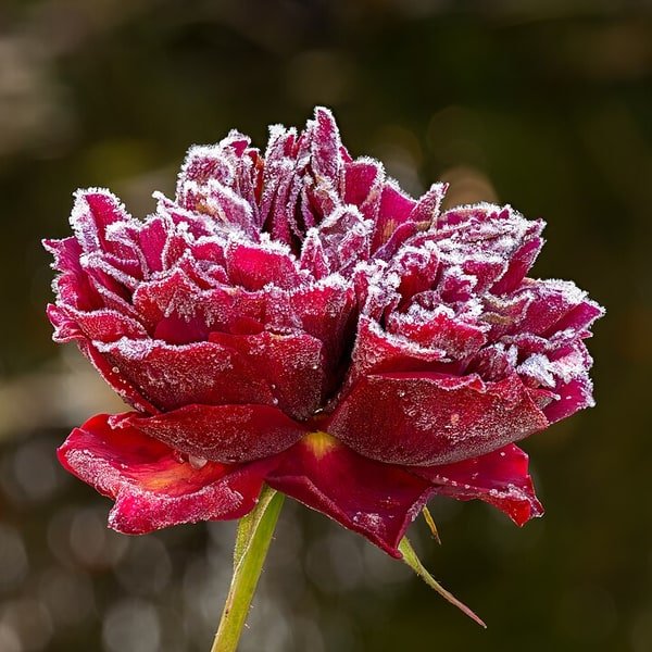 Lavender Mist Rose