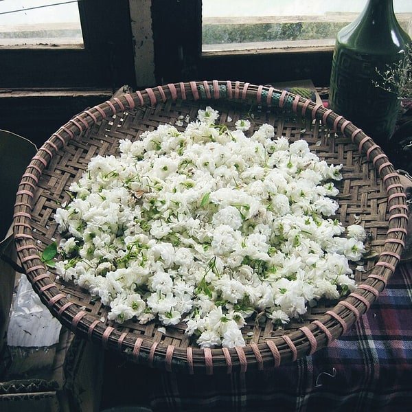 White Avalanche Rose