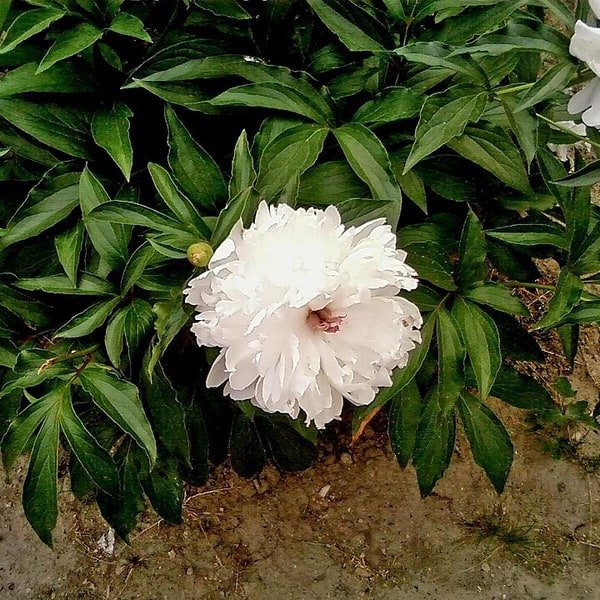 Lemon Peony Bloom