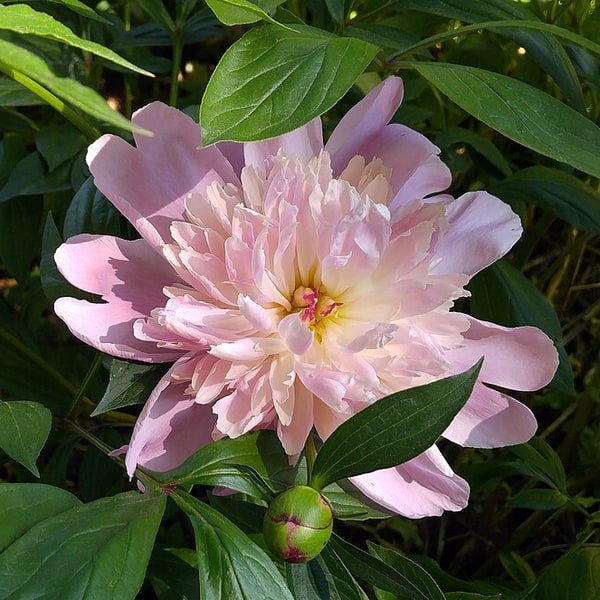 Raspberry Peony Cup