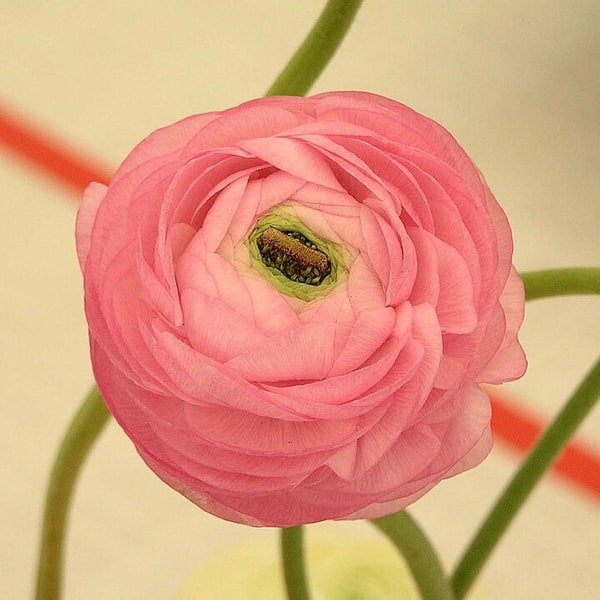 Orange Cloni Ranunculus