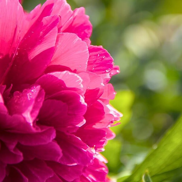 Burgundy Peony Stem