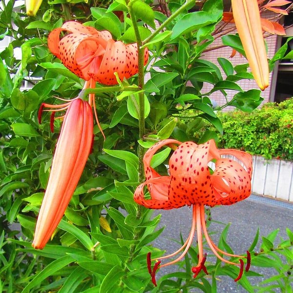 Tiger Lily Stem