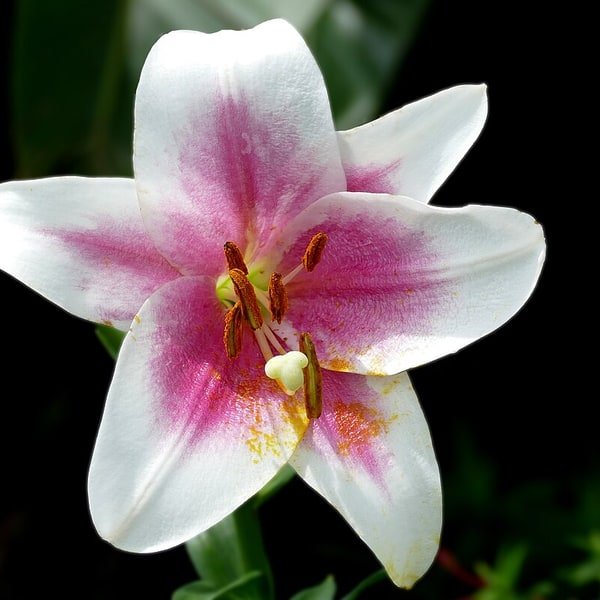 Yellow Asiatic Lily
