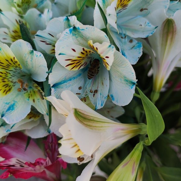 Red Peruvian Lily