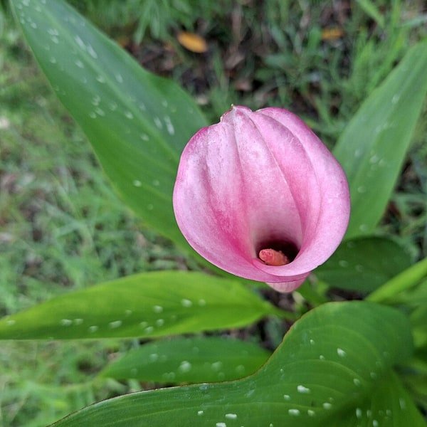 Orange Calla Lily