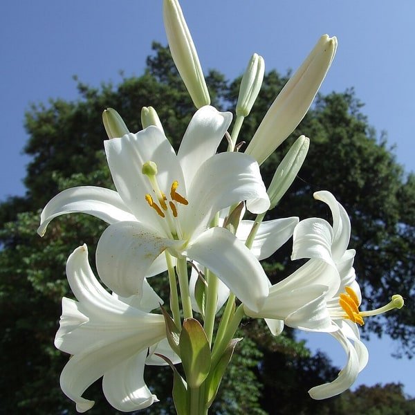 White Madonna Lily