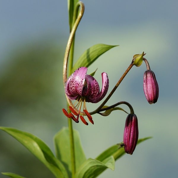 Purple Martagon Lily