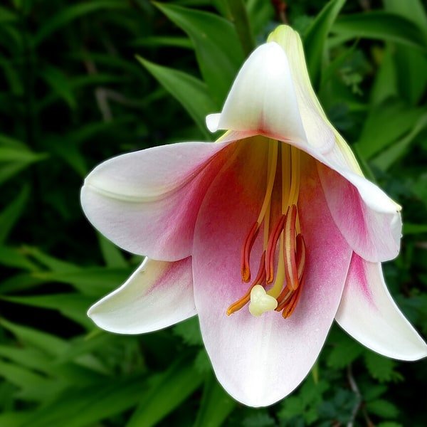 Golden Trumpet Lily