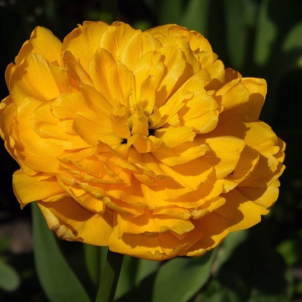 Yellow Darwin Tulip
