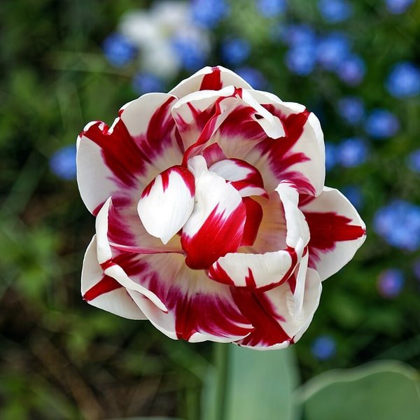 Purple Triumph Tulip