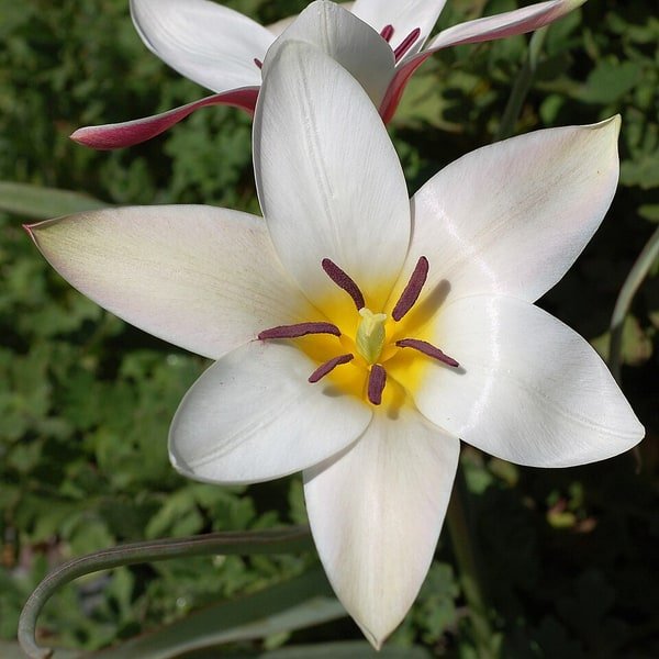 White French Tulip