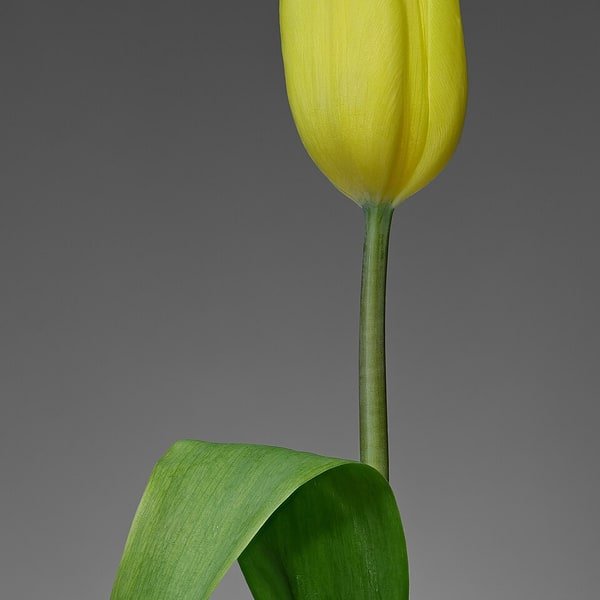 Black Hero Tulip