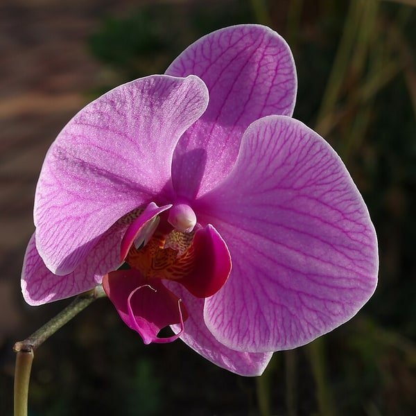 Orchid Conservatory