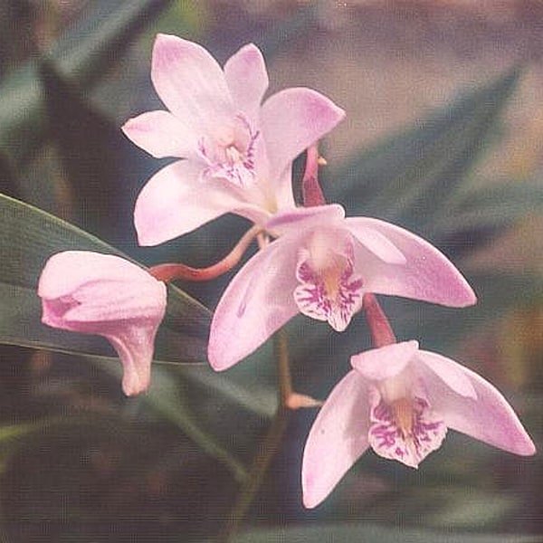 White Dendrobium Spray