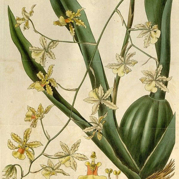 Yellow Oncidium Branch