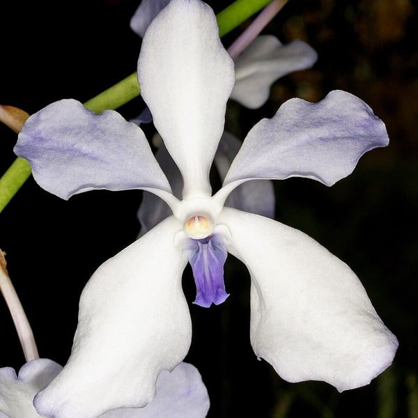 Blue Vanda Bloom