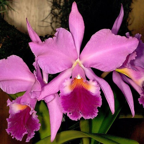 Green Cattleya Bloom