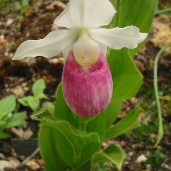 Red Lady Slipper
