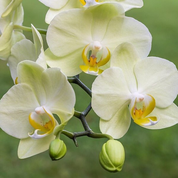 Speckled Moth Orchid