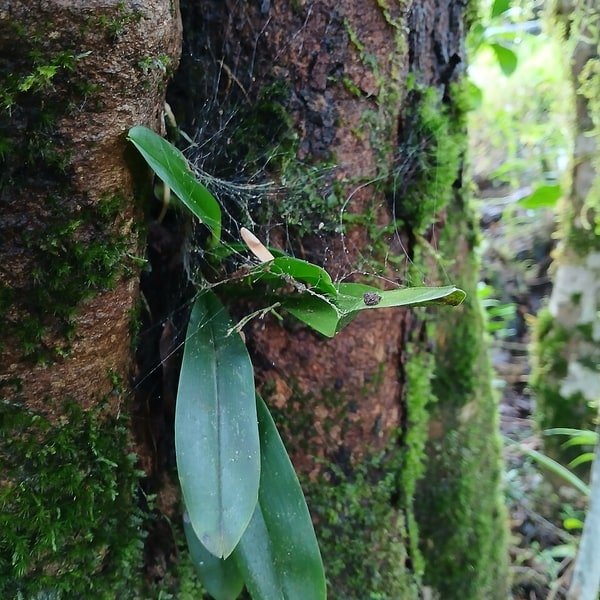 Tiger Stripe Orchid