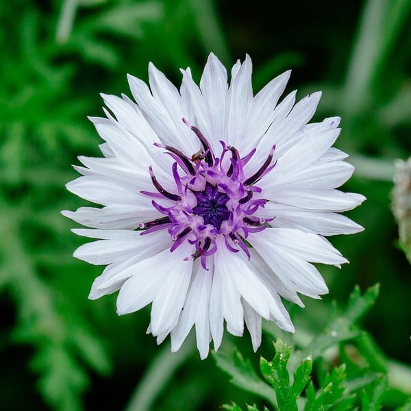 Cornflower Blue Mix