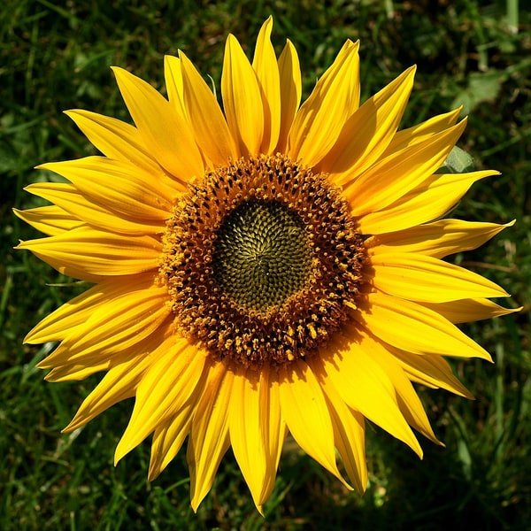 Sunflower Stem Pack