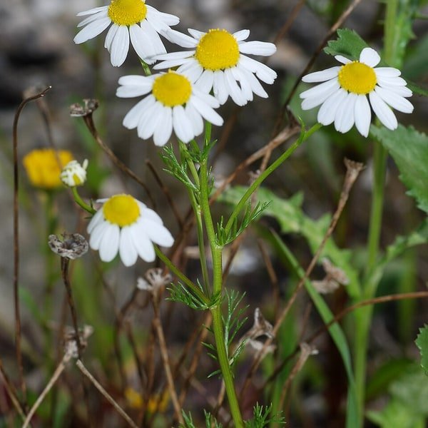 Chamomile Meadow Mix