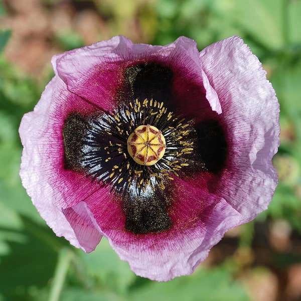 Poppy Field Selection