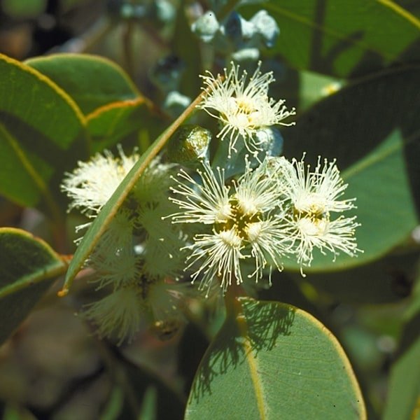 Eucalyptus Silver Stem