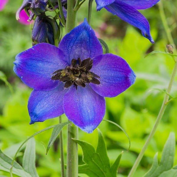 Larkspur Meadow Spray