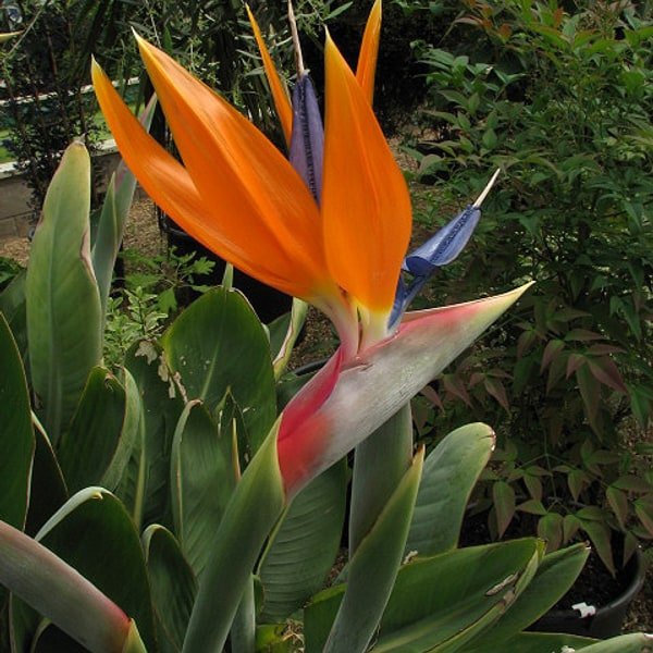 Exotic Blooms