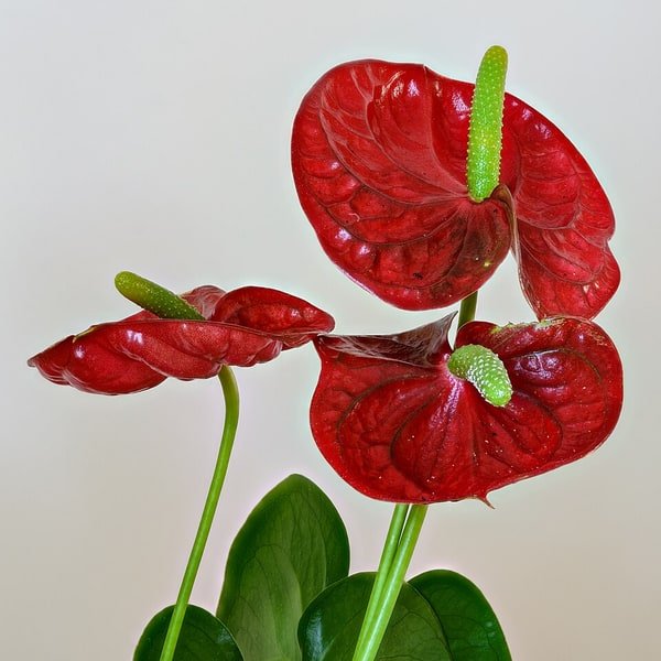 Anthurium Red Heart