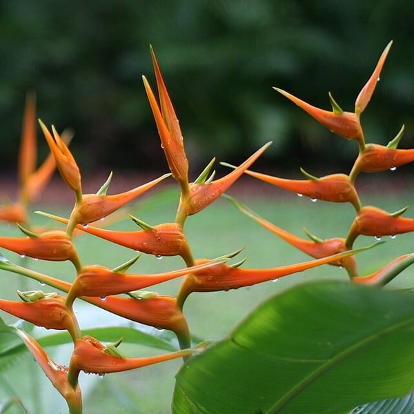 Heliconia Lobster Claw
