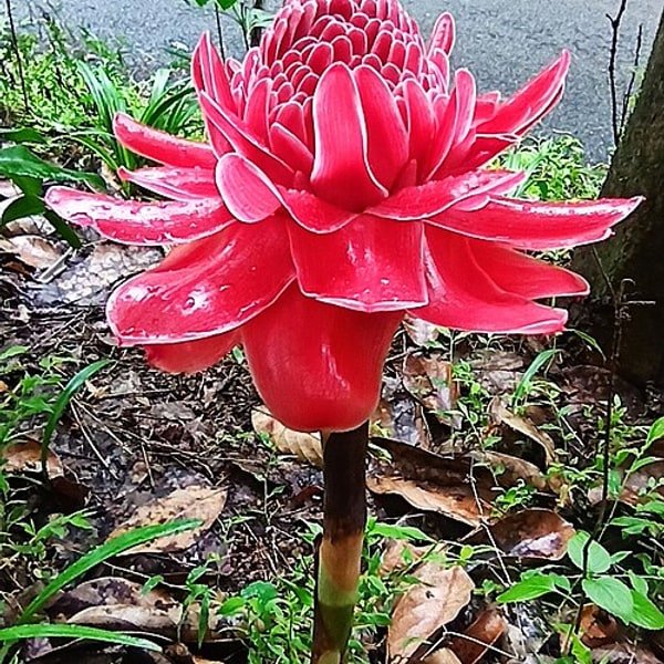 Ginger Torch Lily