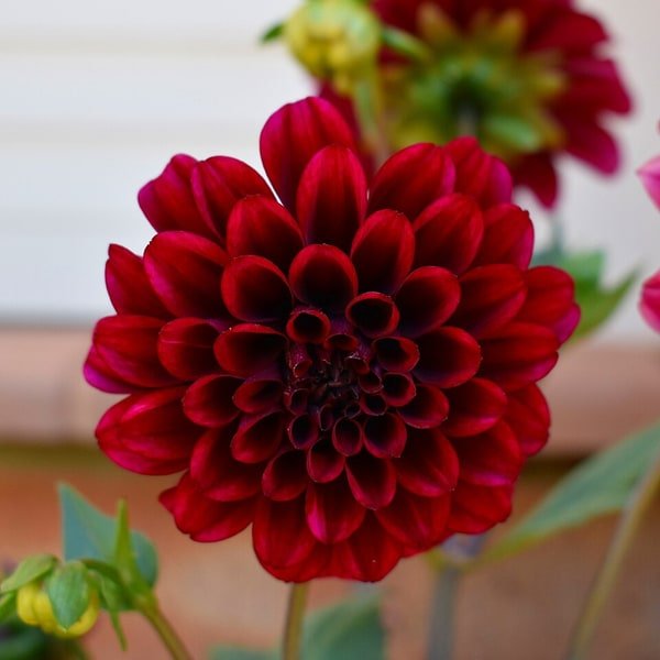 Dahlia Dinner Plate