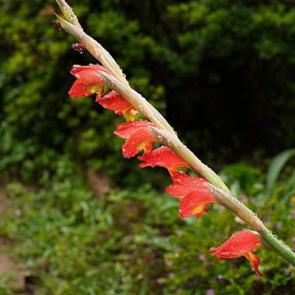 Gladiolus Sword Stem